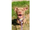 Adopt Layla a Tan/Yellow/Fawn American Staffordshire Terrier / Mixed dog in