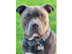 Adopt Xylo a Gray/Silver/Salt & Pepper - with White American Staffordshire