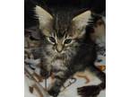 Adopt Helen a Maine Coon / Mixed (long coat) cat in San Jacinto, CA (38838600)
