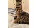 Adopt Dusty a Brown Tabby Domestic Shorthair / Mixed (short coat) cat in San