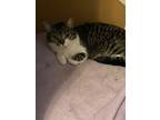 Adopt Amy a Gray, Blue or Silver Tabby Domestic Shorthair / Mixed (short coat)