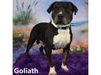 Adopt Goliath a Black Pit Bull Terrier / Mixed dog in Yuma, AZ (38794934)
