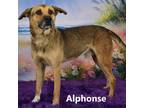 Adopt Alphonse a Brown/Chocolate Shepherd (Unknown Type) / Mixed dog in Yuma