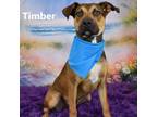 Adopt Timber a Brown/Chocolate Terrier (Unknown Type, Small) / Mixed dog in