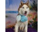 Adopt Red a Husky / Mixed dog in Yuma, AZ (38794926)