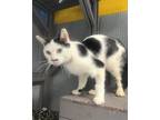 Adopt PIERRE a White (Mostly) Domestic Shorthair (short coat) cat in Pegram