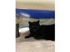 Adopt Matchka a All Black Domestic Shorthair / Domestic Shorthair / Mixed cat in