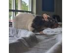 Adopt Poppy a Rat small animal in Bristol, IN (38800477)