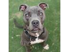 Adopt Jeannie a Gray/Silver/Salt & Pepper - with Black Terrier (Unknown Type