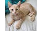 Adopt Cutie a Orange or Red Domestic Shorthair / Mixed cat in Jupiter