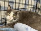 Adopt Dominick a Gray or Blue (Mostly) Domestic Shorthair (short coat) cat in