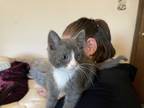 Adopt Hey Jude a Gray or Blue (Mostly) Domestic Shorthair (short coat) cat in