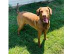 Adopt Reesey a Brown/Chocolate Labrador Retriever / Great Dane / Mixed dog in