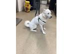 Adopt Bruno a White Husky / Mixed dog in Fort Worth, TX (38806563)
