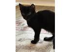 Adopt Thyme a All Black Domestic Shorthair (short coat) cat in Oceanside