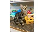 Adopt Pesto a Domestic Shorthair / Mixed (short coat) cat in Neosho