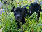 Adopt Gracie a Black Boxer / Mixed dog in Granby, CO (38806417)