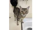 Adopt Oscar a Brown Tabby Domestic Shorthair (short coat) cat in Granby