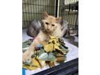 Adopt Owen a Orange or Red Tabby Domestic Mediumhair (medium coat) cat in New