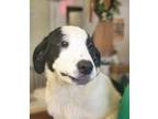 Adopt Zucchini a White - with Black Great Pyrenees / Mixed dog in Middletown
