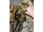 Adopt Betty Spaghetti a Brown Tabby Domestic Mediumhair (medium coat) cat in