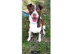 Adopt Shelby a Brown/Chocolate - with White Jack Russell Terrier / Mixed dog in