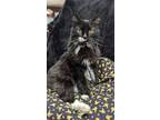 Adopt Sox a All Black Domestic Mediumhair / Domestic Shorthair / Mixed cat in