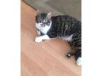 Adopt Kramer a Tiger Striped Persian (short coat) cat in Newmarket