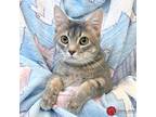Adopt Geo a Gray, Blue or Silver Tabby Domestic Shorthair (short coat) cat in