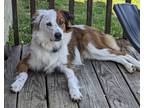 Adopt Frankie a Red/Golden/Orange/Chestnut - with White Australian Shepherd /