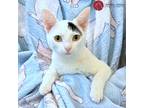 Adopt Pearl a White Domestic Shorthair (short coat) cat in St.