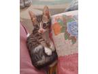Adopt Fatfouta a Orange or Red Tabby Egyptian Mau (short coat) cat in Newmarket