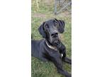 Adopt Finn a Black Great Dane / Mixed dog in Ft. Thomas, KY (38805750)
