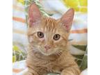 Adopt Mango a Orange or Red Tabby Domestic Shorthair (short coat) cat in St.