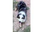 Adopt Ozzie a Merle Australian Shepherd / Mixed dog in San Antonio