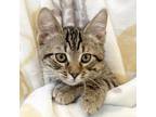 Adopt Melon a Brown Tabby Domestic Shorthair (short coat) cat in St.