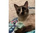 Adopt Socks a Siamese / Mixed (short coat) cat in Council Bluffs, IA (38804713)