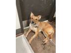 Adopt Chester a Brown/Chocolate Australian Cattle Dog / Labrador Retriever /