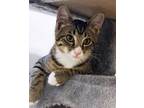Adopt Rascal a Gray, Blue or Silver Tabby Domestic Shorthair (short coat) cat in