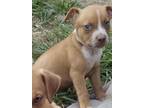 Adopt Petey a Tan/Yellow/Fawn - with White Boxer / Labrador Retriever / Mixed