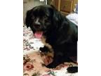 Adopt Sadie a Black - with White Cocker Spaniel / Mixed dog in East Dundee