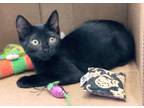 Adopt Scout a All Black Domestic Shorthair (short coat) cat in Manahawkin