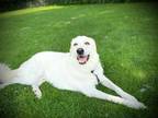 Adopt Fergus a White Great Pyrenees / Anatolian Shepherd / Mixed dog in Boston