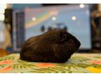 Adopt Hoover a Guinea Pig small animal in Scotts Valley, CA (38805061)