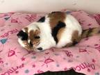 Adopt Evangeline a Domestic Shorthair / Mixed (short coat) cat in Bourbonnais