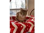 Adopt Joey 3 a Domestic Shorthair / Mixed (short coat) cat in Bourbonnais