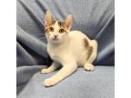 Adopt Skeeter a Domestic Shorthair / Mixed (short coat) cat in Sunrise Beach