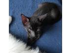 Adopt Phantom a All Black Domestic Shorthair / Mixed cat in New York