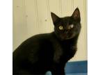 Adopt Hawthorne a All Black Domestic Shorthair / Mixed cat in Hopkins