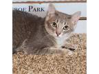 Adopt Echo a Gray or Blue Domestic Shorthair / Mixed cat in Mission